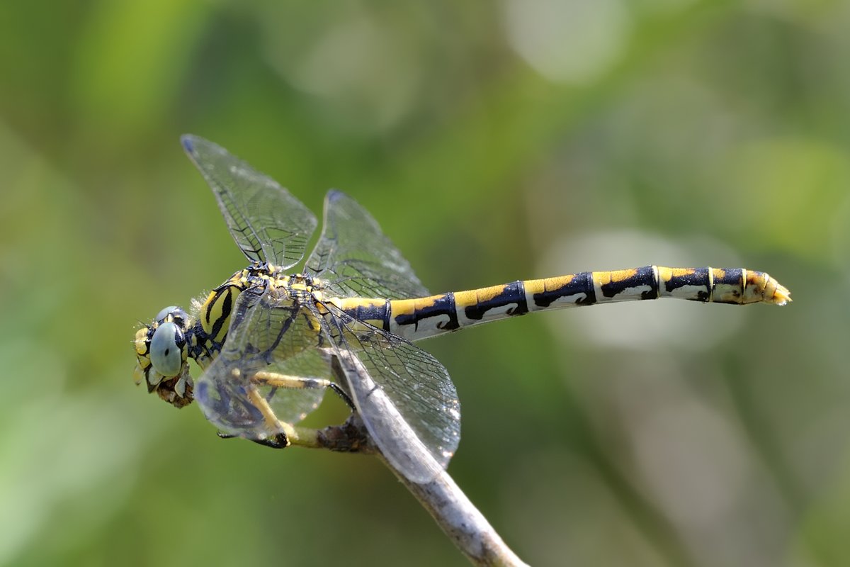 Gomphus flavipes? - No, Onychogomphus forcipatus